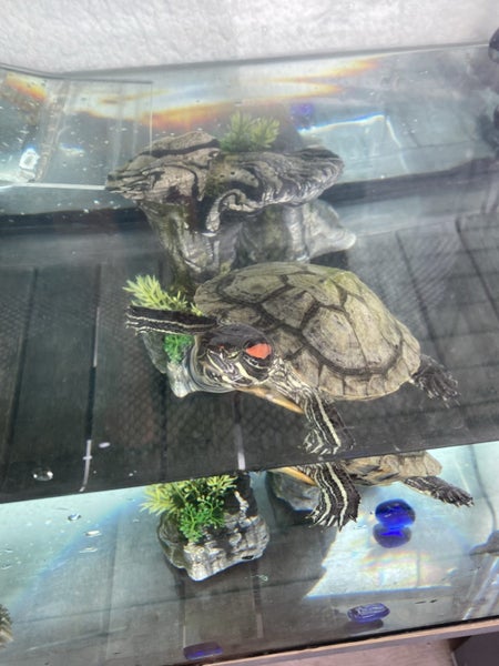 Red Eared Slider turtle, tank and accessories Carousel 14
