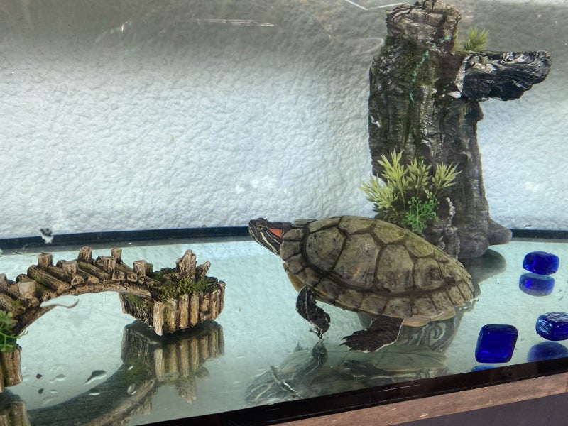 Red Eared Slider turtle, tank and accessories Carousel 2