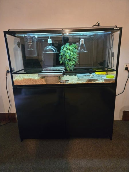 Blue tounge lizard and Tank Carousel 2
