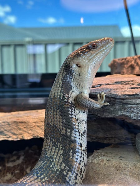 Blue tounge lizard and Tank Carousel 4