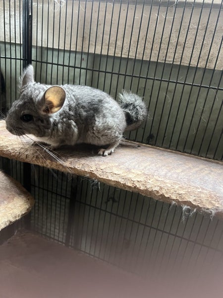 Chinchilla Carousel 1