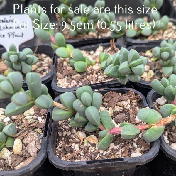 Corpuscularia Lehmannii | Ice Plant Carousel 2