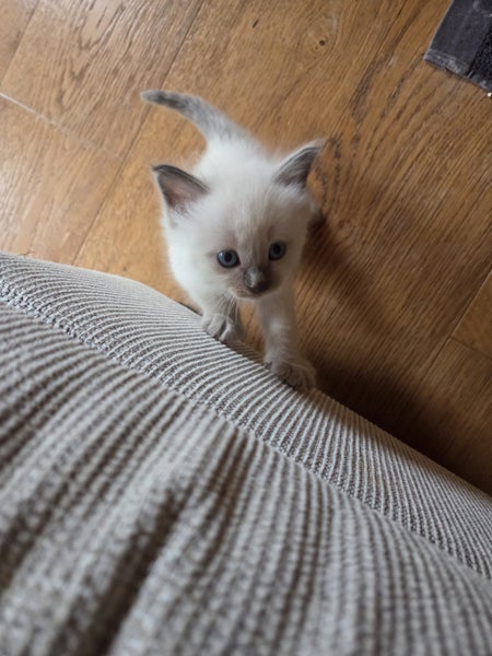 Purebred ragdoll kittens Carousel 2