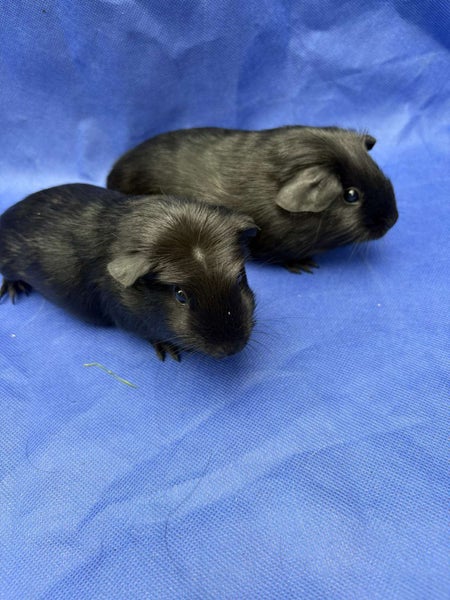 Healthy baby Guinea Pigs Carousel 2
