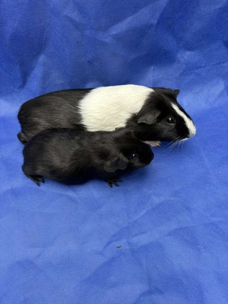Healthy baby Guinea Pigs Carousel 1