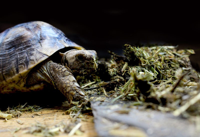 Arcadia EarthPro Optimised52 Tortoise Food 500g Carousel 3