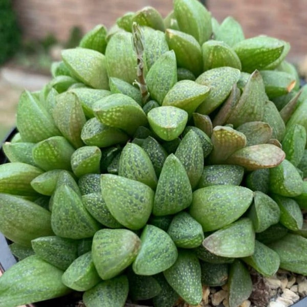 Haworthia Turgida var. Suberecta Carousel 1