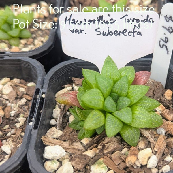 Haworthia Turgida var. Suberecta Carousel 2