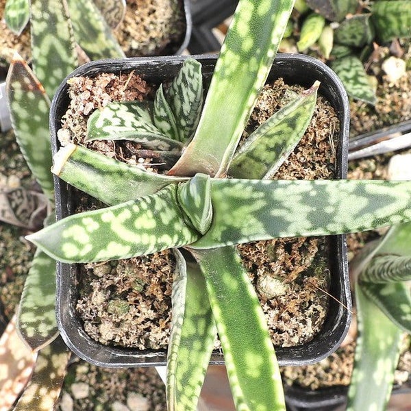 Gasteria Bicolor var. Bicolor Carousel 1