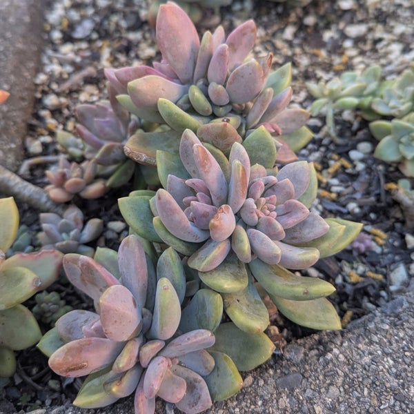xGraptoveria Opalina Cristata Carousel 1