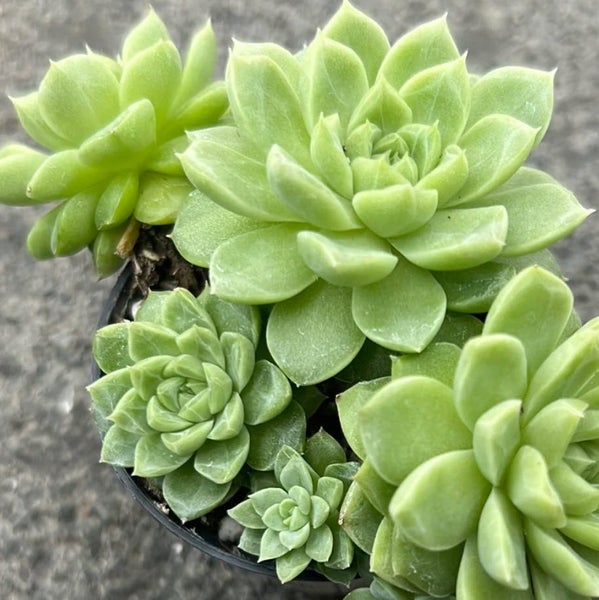 Echeveria Wheat Straw Queen Carousel 1