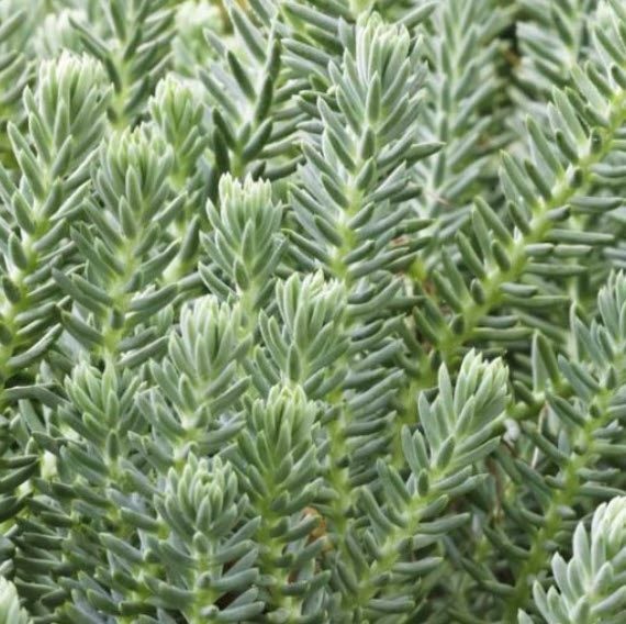 Sedum Reflexum | Blue Spruce Stonecrop Carousel 1