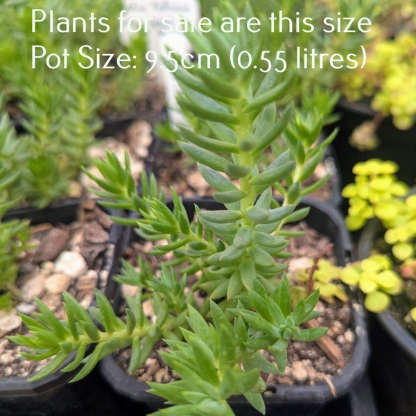 Sedum Reflexum | Blue Spruce Stonecrop Carousel 2
