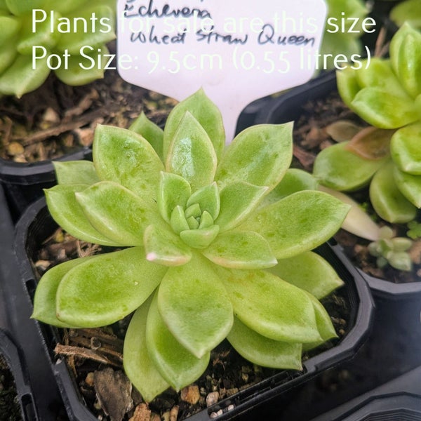 Echeveria Wheat Straw Queen Carousel 2