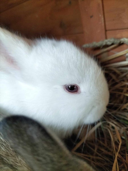 Baby Rabbits Carousel 8