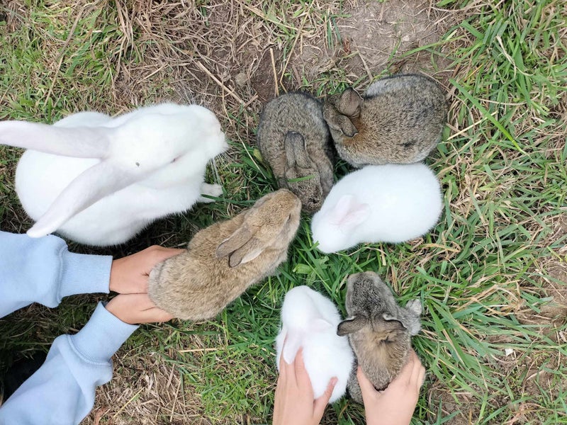 Baby Rabbits Carousel 1