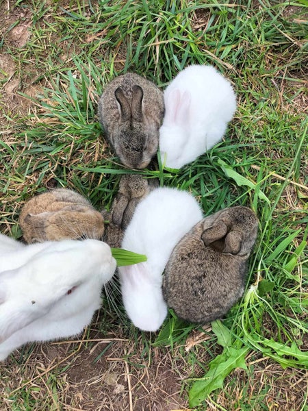 Baby Rabbits Carousel 2