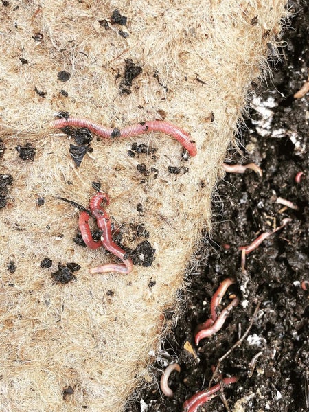 Worm Blanket - Large Carousel 2