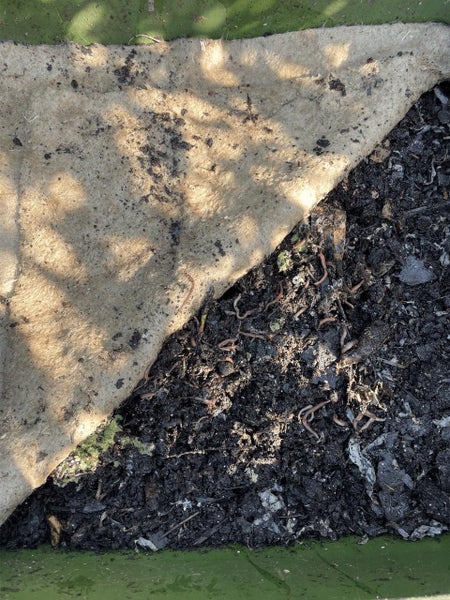 Worm Blanket - Large Carousel 4