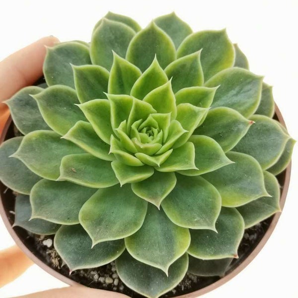 Echeveria Secuda var Byurnesii f. Variegata Carousel 1
