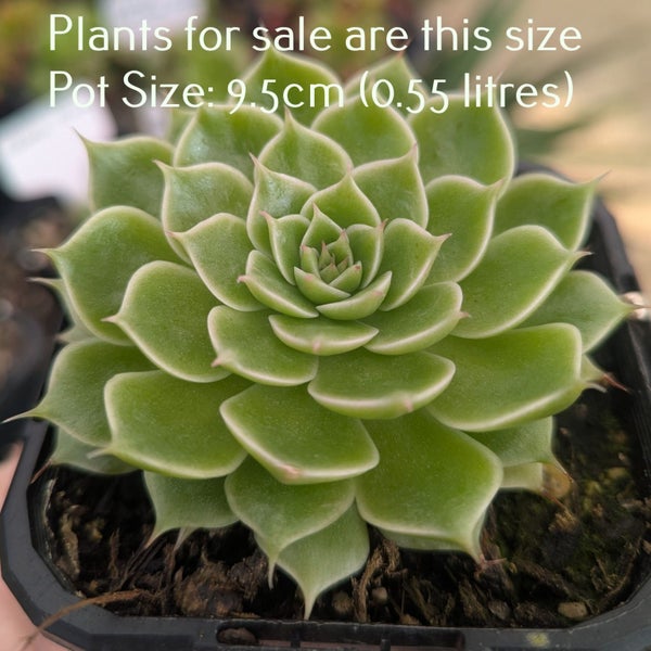 Echeveria Secuda var Byurnesii f. Variegata Carousel 2