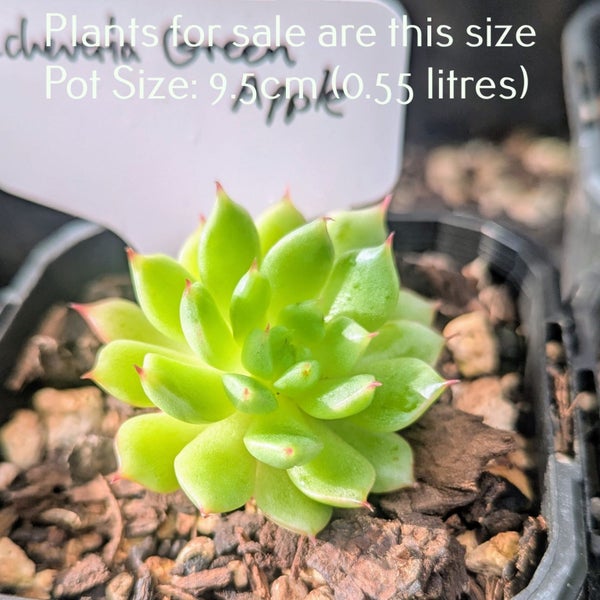 Echeveria Green Apple Carousel 1