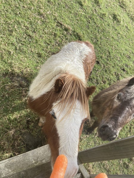 Miniature horses Carousel 2