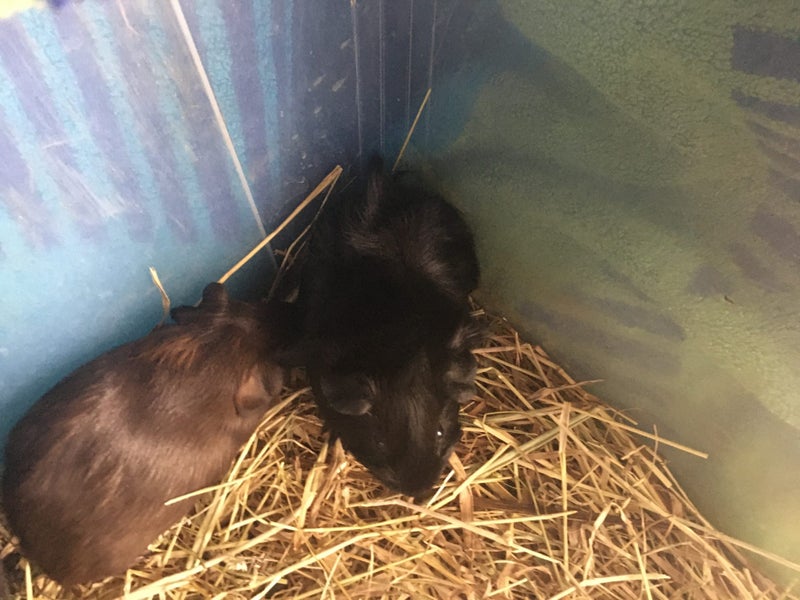 Gorgeous guinea pigs for sale Carousel 2