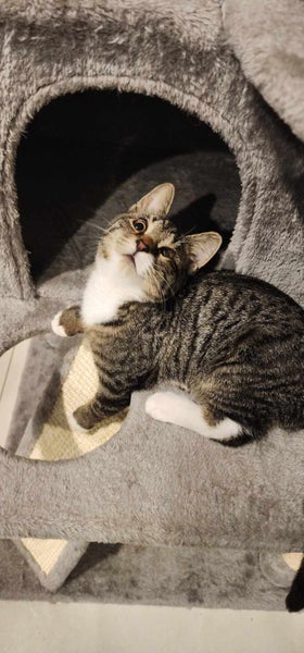THE STREET CAT PROJECT - ROCCO & MOCCO - AVAILABLE FOR PREADOPTION Carousel 2