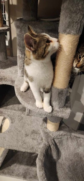 THE STREET CAT PROJECT - ROCCO & MOCCO - AVAILABLE FOR PREADOPTION Carousel 1