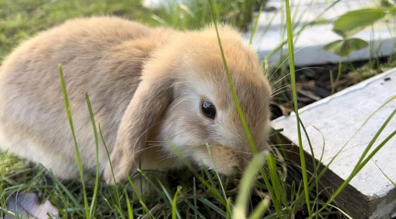 Baby Rabbit Carousel 1
