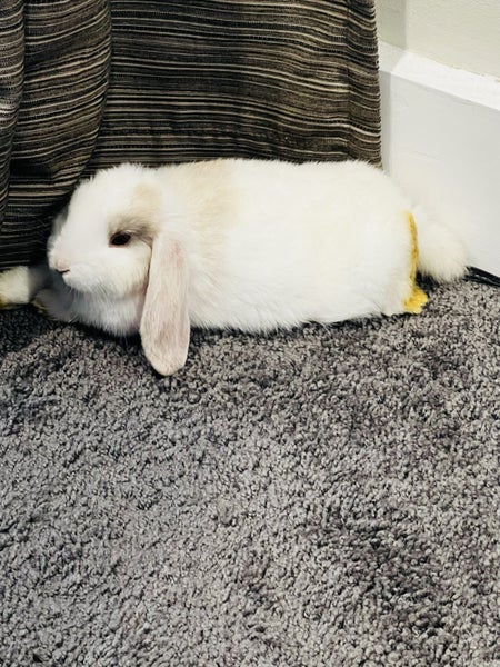 Baby Rabbit Carousel 2