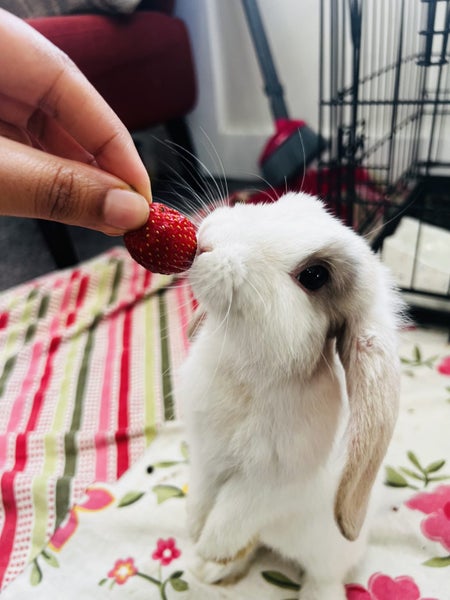 Baby Rabbit Carousel 4