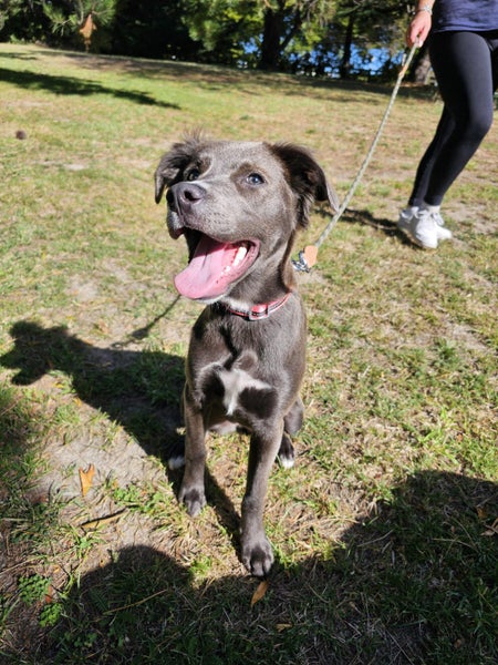 Pound Paws Rescue - Daisy, Timaru Carousel 2