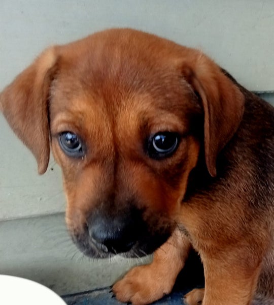 Puppy Available 12 weeks old Carousel 1