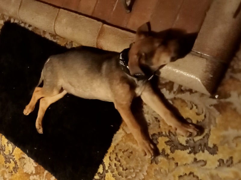 Puppy Available 12 weeks old Carousel 2