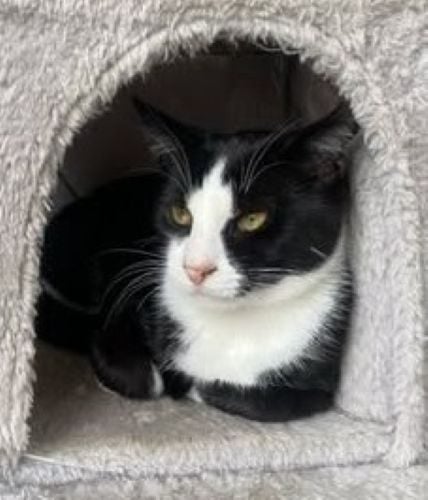 Kittens, teens & cats - Furrytails Kitten Rescue in Levin Carousel 2