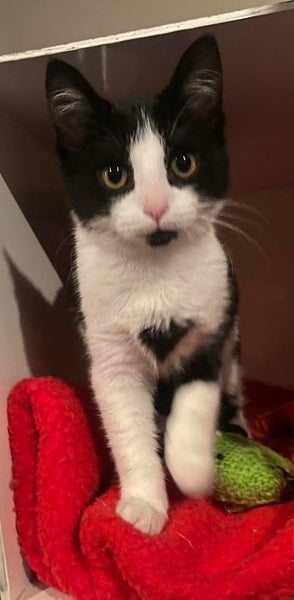 Kittens, teens & cats - Furrytails Kitten Rescue in Levin Carousel 2
