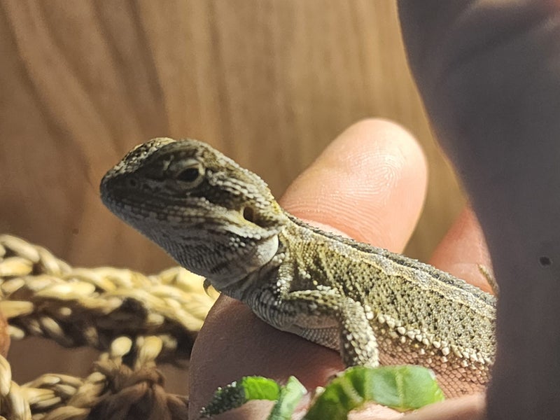 Bearded dragon babies Carousel 3