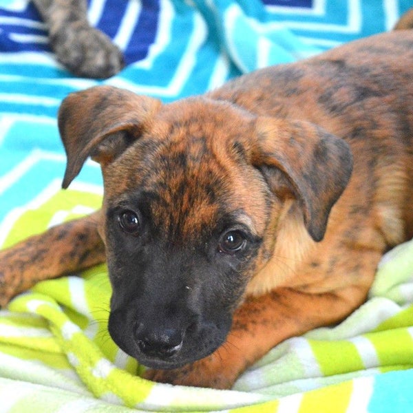 Tess - Huntaway X - BOI Animal Rescue Trust Carousel 1