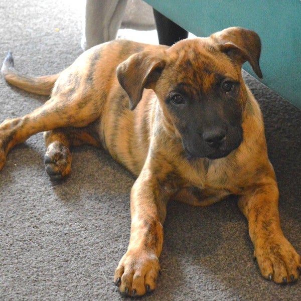 Tess - Huntaway X - BOI Animal Rescue Trust Carousel 2