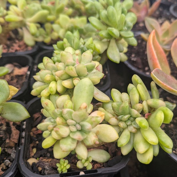 xGraptoveria Opalina Cristata Carousel 2