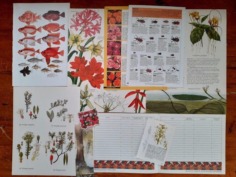 Bulk Beautiful Botanical Book Pages & Craft Paper Pack. Great for Junk Journals Carousel 14