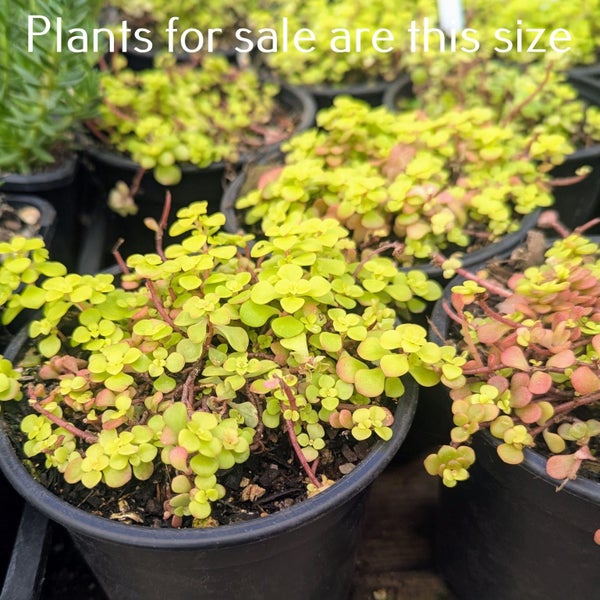 Sedum Makino Ogon | Golden Japanese Stonecrop Carousel 2