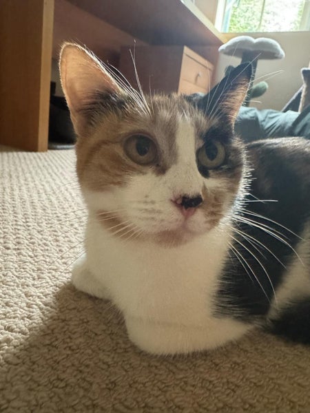 DAHLIA - AVAILABLE FOR ADOPTION - PET WHISPERER RESCUE Carousel 1