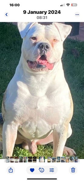 American Bulldog Puppies Carousel 1