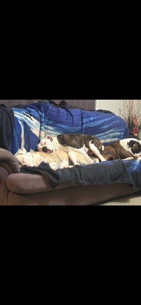 American Bulldog Puppies Carousel 2