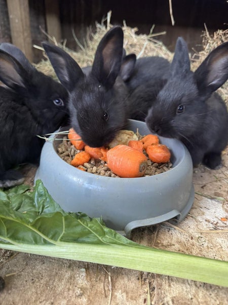 Flemish Giant kits Carousel 20