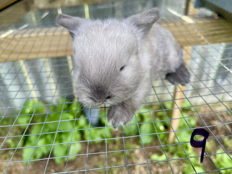 Purebred Mini lop kits Carousel 20