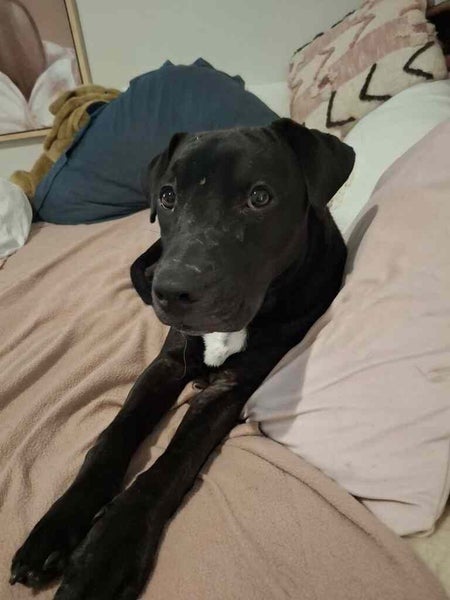 Oreo - Good with Other Dogs and Children Carousel 1